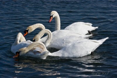 Mute Swans at Wolf Lake