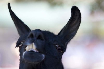 Hola!