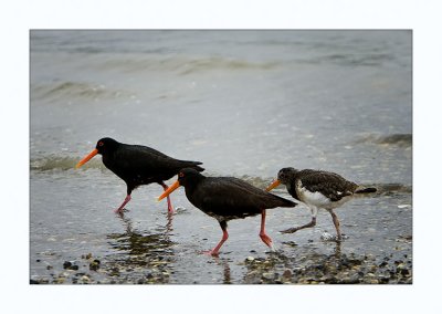 Oystercatcher Family