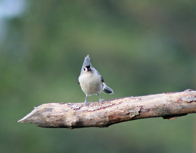 Tuft Titmouse