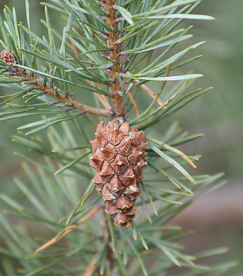 Unopened pine cone