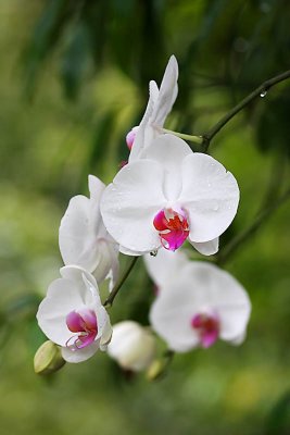 Orchids