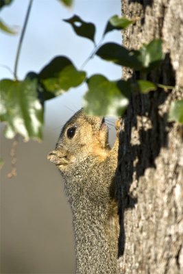 Squirrel