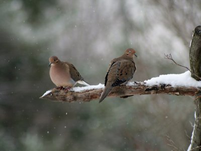 Snowy mourning doves