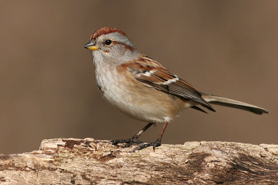 American Tree Sparrows