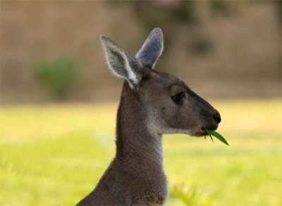 Kangaroos in the garden