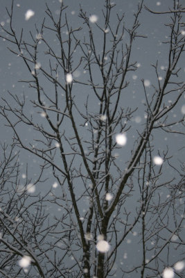 snowingontree2.jpg