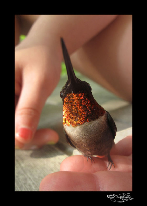 A Bird in Hand...