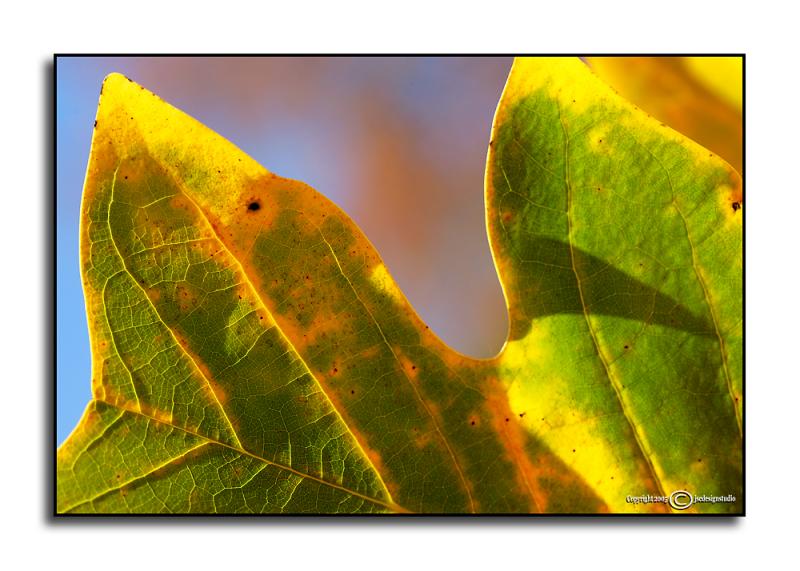 Liriodendron tulipifera