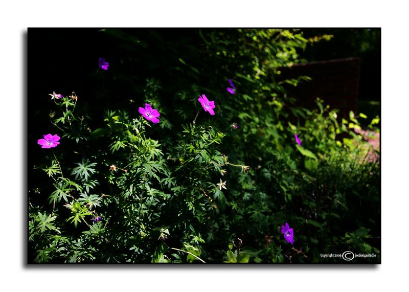 Geranium