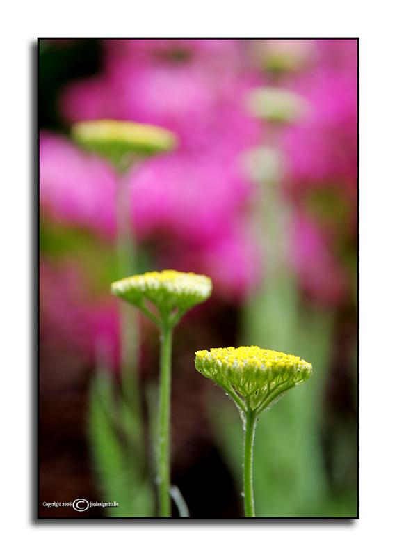 Yarrow<p>April 30