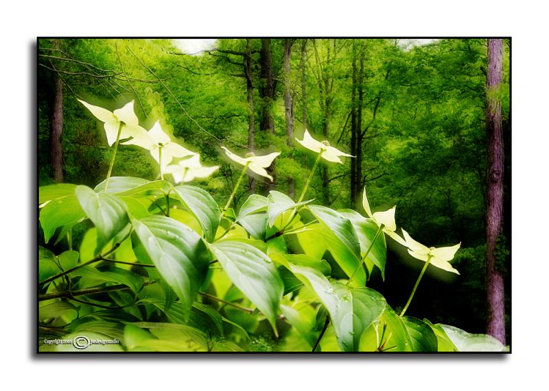 Kousa Dogwood