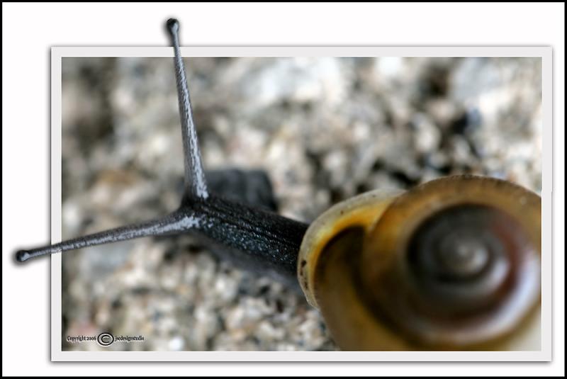 Snails Pace <p>May 10
