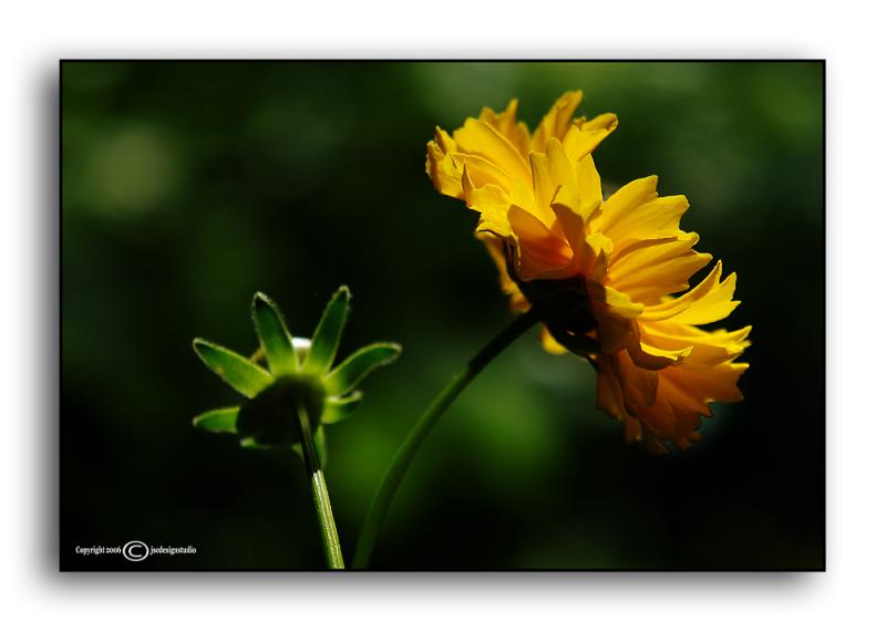 Double Bloom Coreopsis