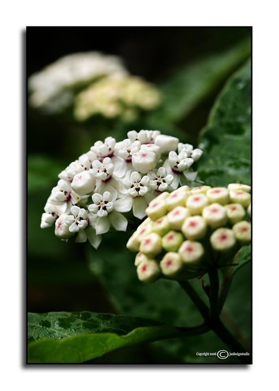 Asclepias variegata<p>May 22