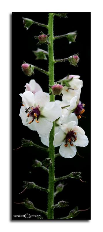 Verbascum blattaria