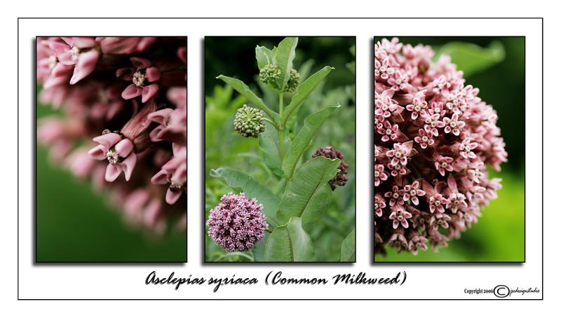 Asclepias syriaca<br>(<i>Common Milkweed</i>)