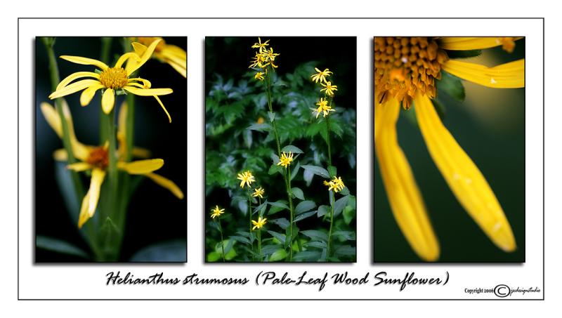 Helianthus strumosus<br>(<i>Pale-leaf Wood Sunflower</i>)