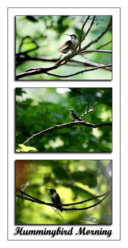 Hummingbird Morning<p>July 1