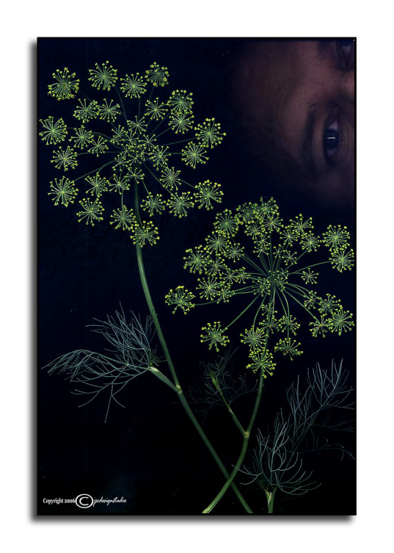 Dill... bert<br>SP Friday<p>July 7