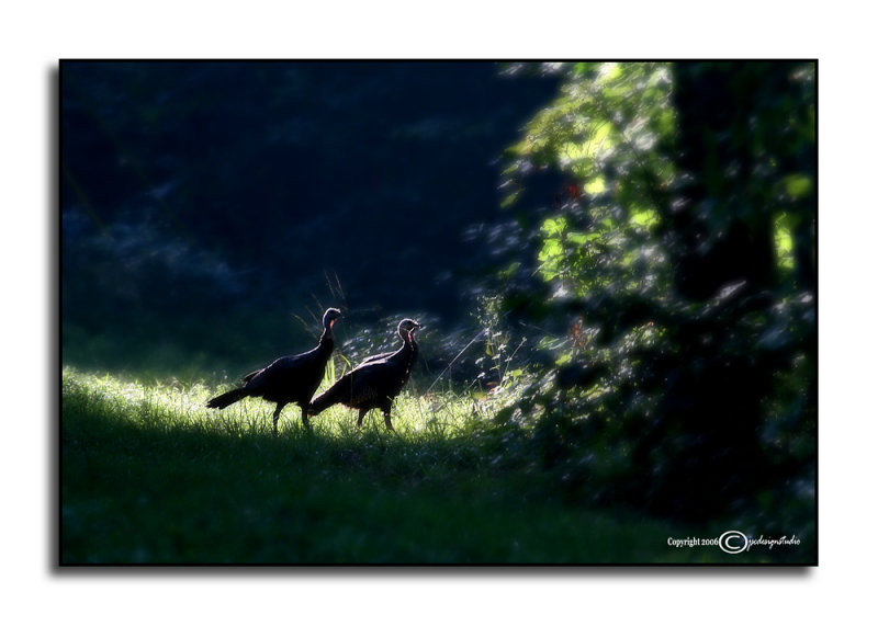 Morning Strut<p>August 9