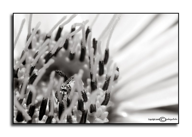 Micro