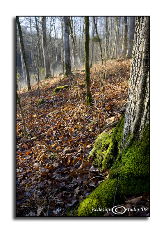 Touch of Fog<p>January 9
