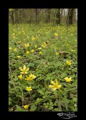 Ranunculus fascicularis(Early Buttercup)