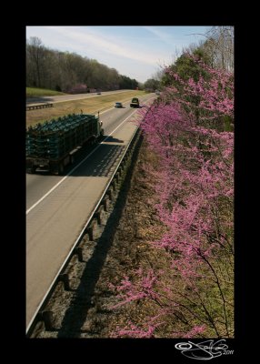 Redbuds Along I-40