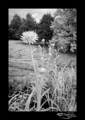 143<br>Thistle in IR III