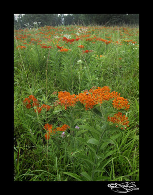 Bees and Butterfly (Weed)