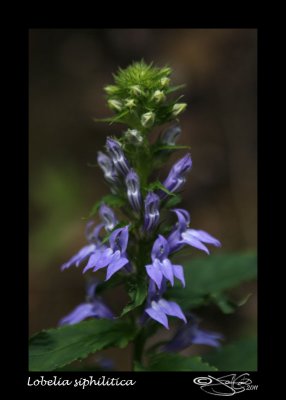 Lobelia siphilitica