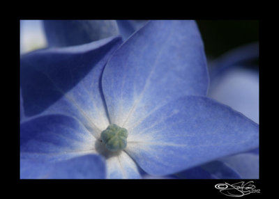 Blue(Hydrangea macrophylla)