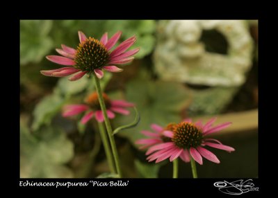 Echinacea purpureaPica Belles