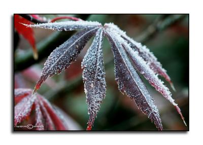 First Frost  November 17