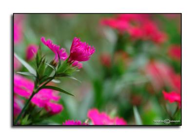 Dianthus