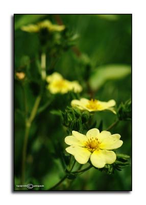 Potentilla recta