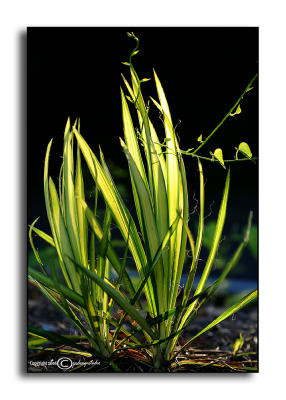 Yucca filamentosa'Yellow Ribbon'