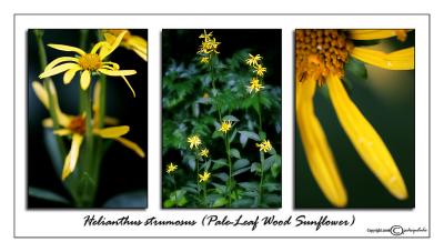 Helianthus strumosus(Pale-leaf Wood Sunflower)