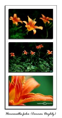 Hemerocallis fulva<br>(<i>Common Daylily</i>)