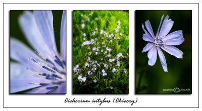 Cichorium intybus(Chicory)