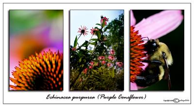 Echinacea purpurea(Purple Coneflower)