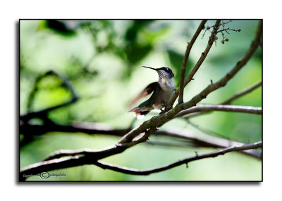 Hummingbird Morning II
