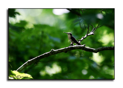 Hummingbird Morning I