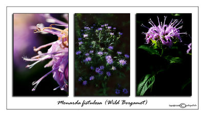 Monarda fistulosa(Wild Bergamot)July 6