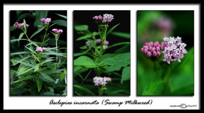 Asclepias incarnata(Swamp Milkweed)August 12