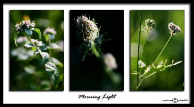 Morning Light<p>August 16