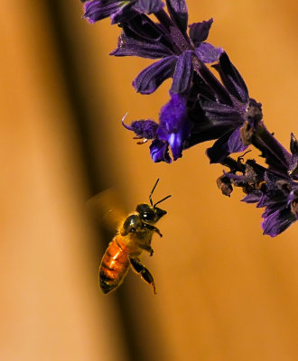 Honey-Bee-1.jpg