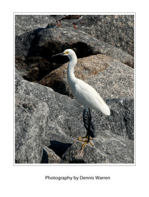 Snow-Egret-on-the-rocks.jpg