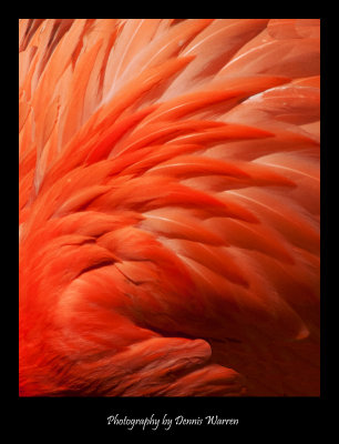 Flamingo feathers